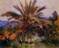 Monet, Claude Oscar - A Palm Tree at Bordighera